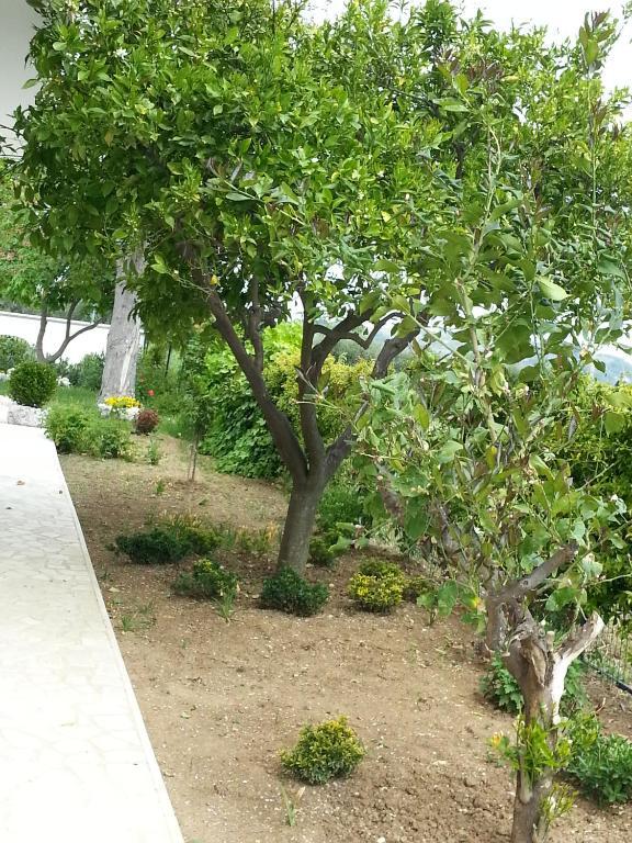 Country house Domus Aurea *
